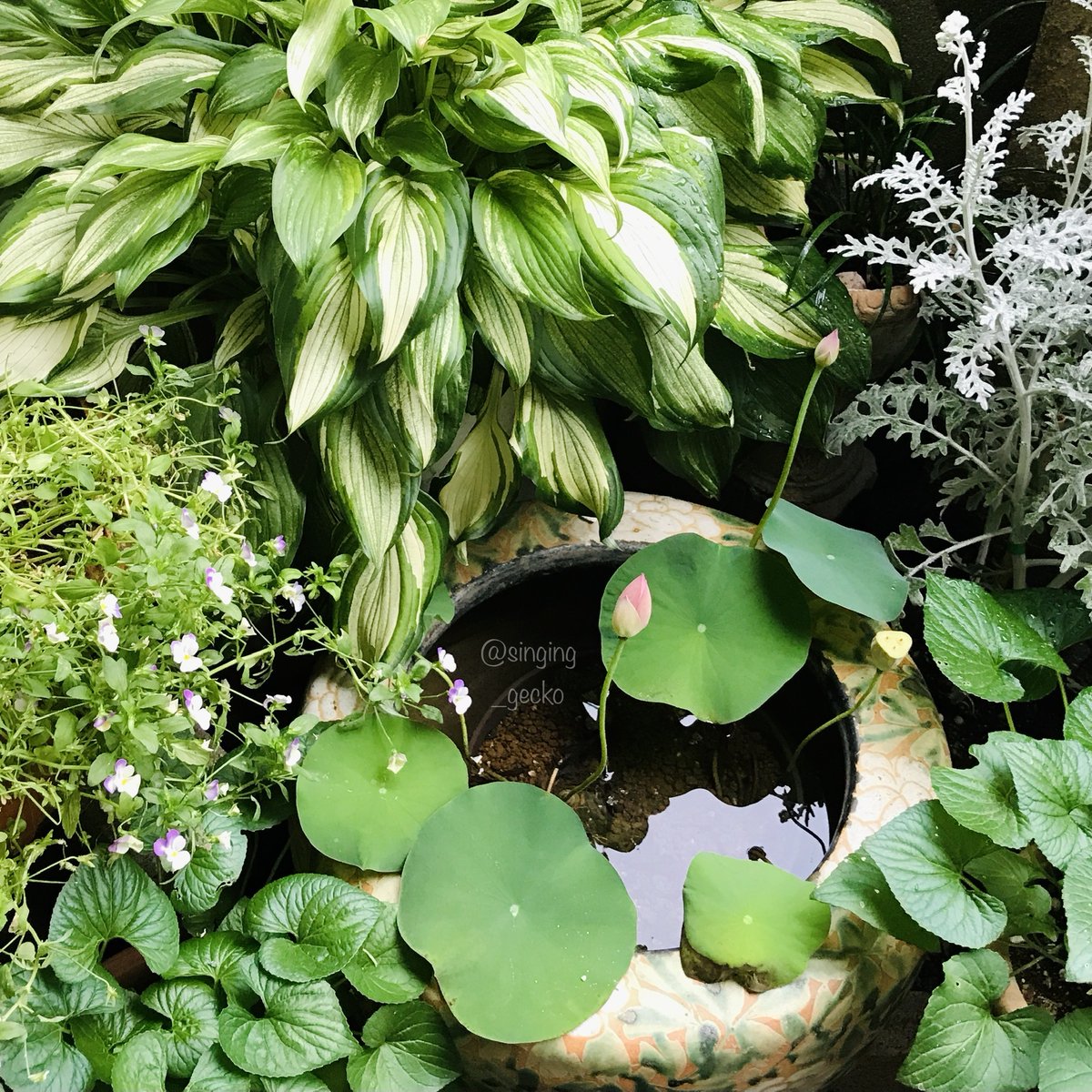 謳うヤモリ tweet media