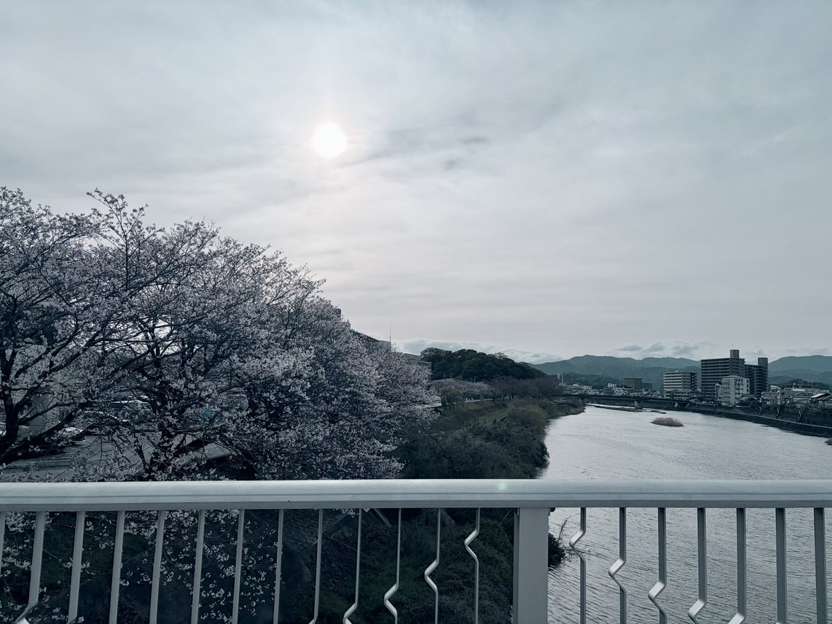 coffeebreak1103's tweet photo. 今年の桜もとても良かった🌸 https://t.co/P7eAIM2FbE