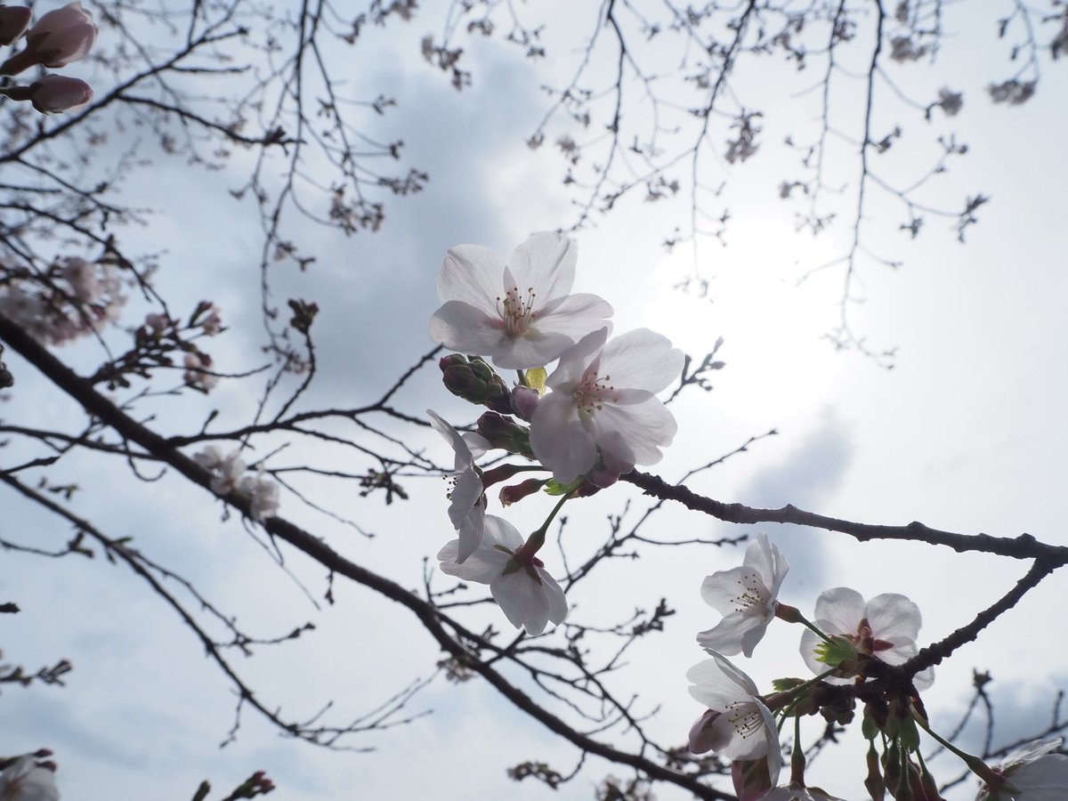 coffeebreak1103's tweet photo. 今年の桜もとても良かった🌸 https://t.co/P7eAIM2FbE