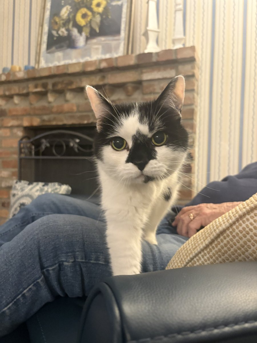 emily bengaltiger 🐈‍⬛ ⚾️ tweet media