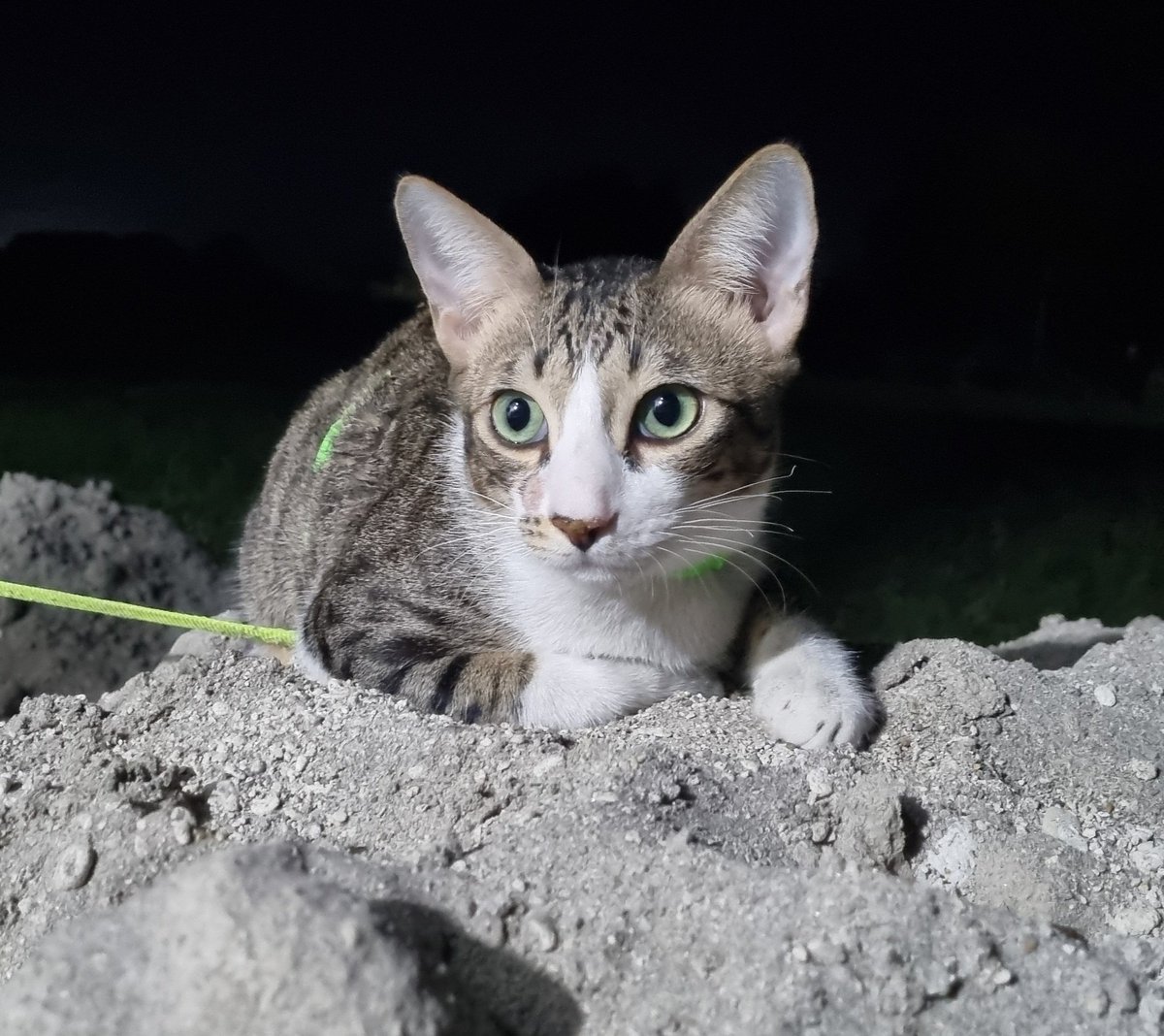 airplanetalk's tweet image. Apex predator on top of the sand mound last night when the moon was full and my porch light was strong. I didn't need a flash. #goose #goosey