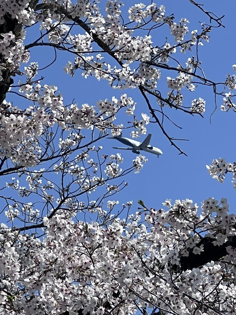 Emi(恵美)_KY🌐💚✨🙏🏻💪🏻@🇺🇸🇯🇵 日日是好日 tweet media