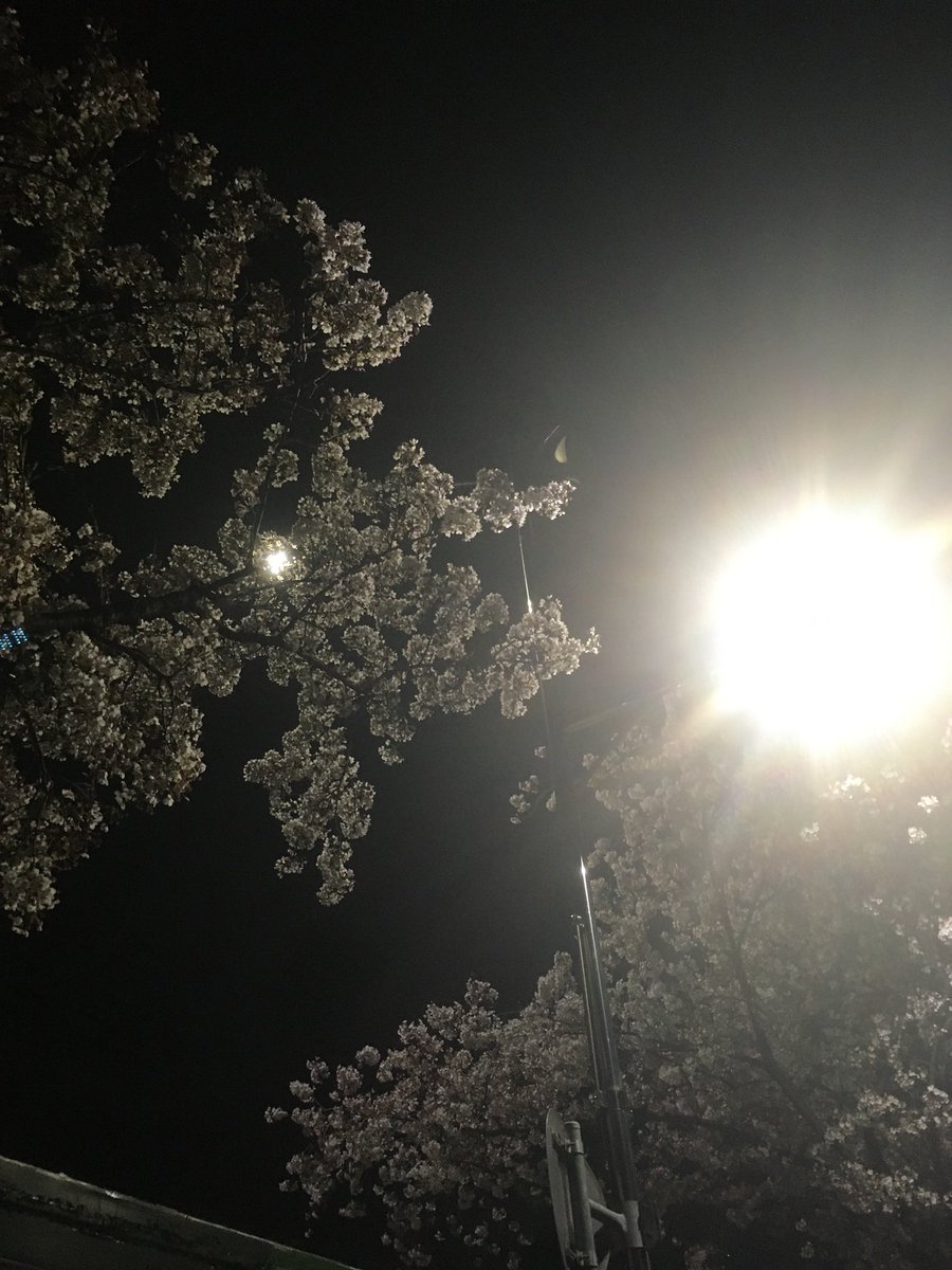 벛꽃이 이쁘네요
드프들도꽃보고힘내쟈땨땨화이팅!!!