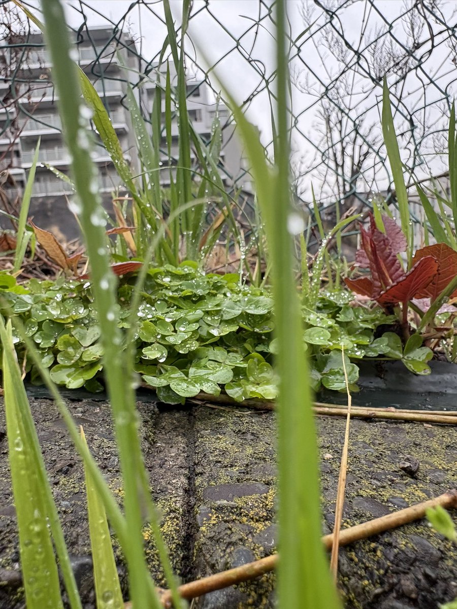 soracido tweet media