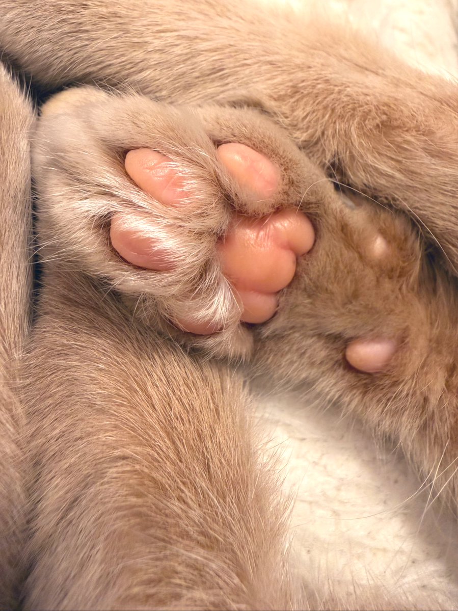 清水あいり tweet media