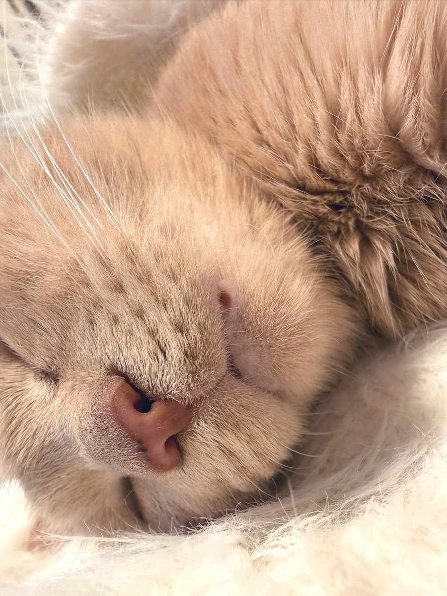 清水あいり tweet media