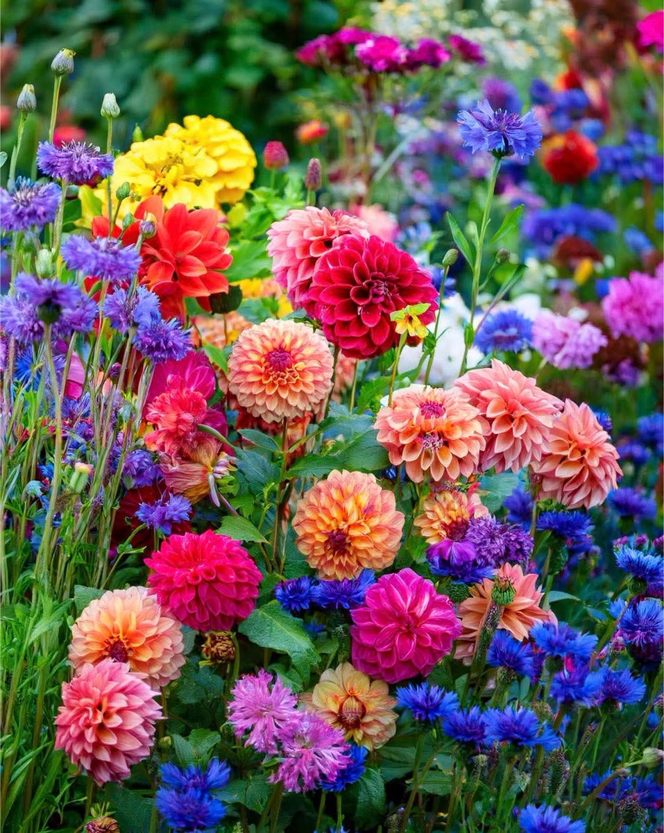 Donatella Fumagalli tweet media