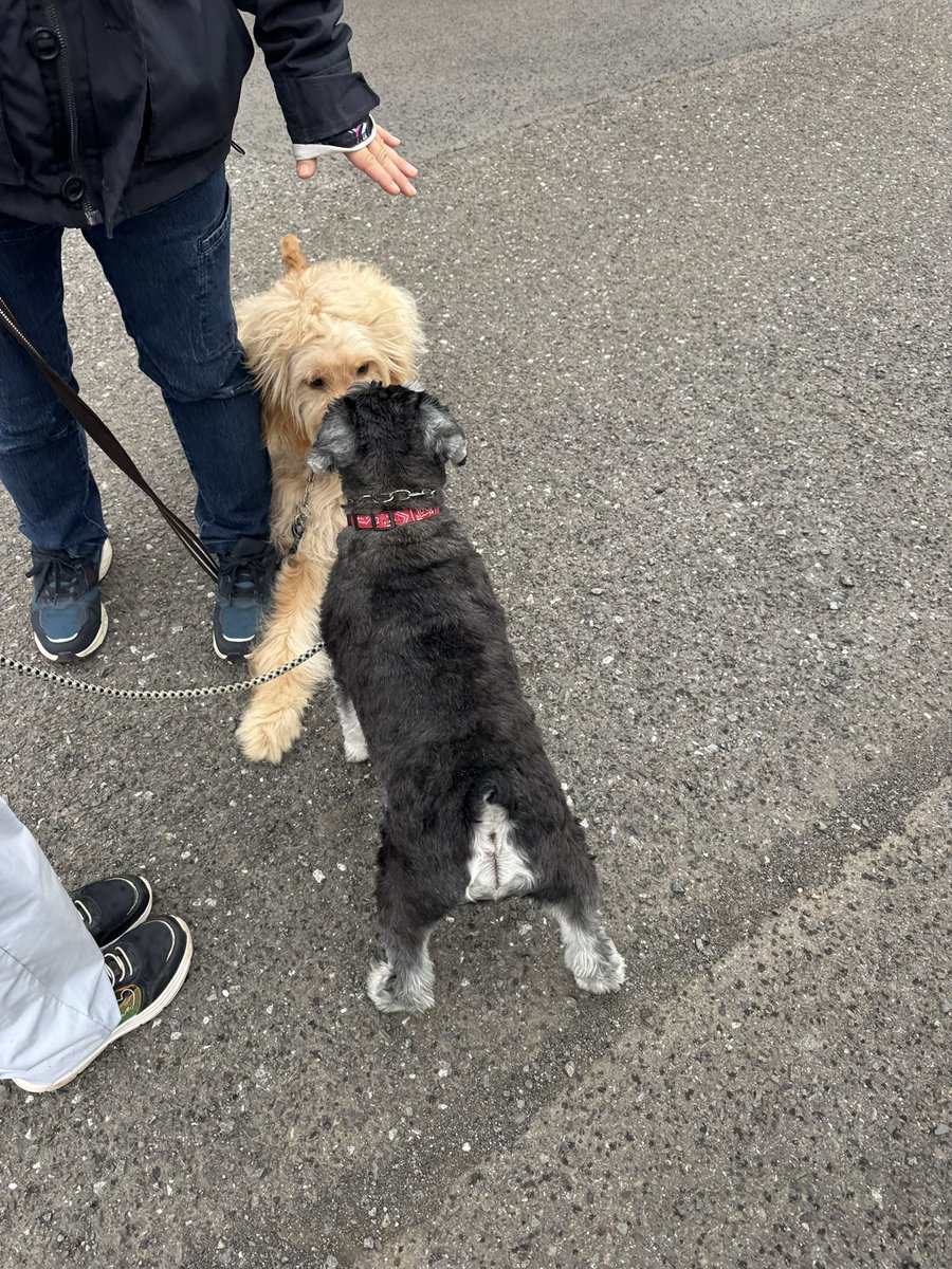 校長まりも tweet media