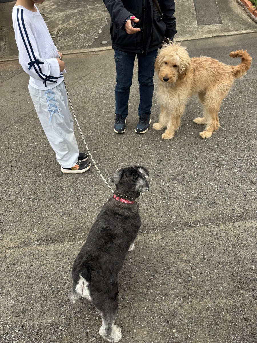 校長まりも tweet media