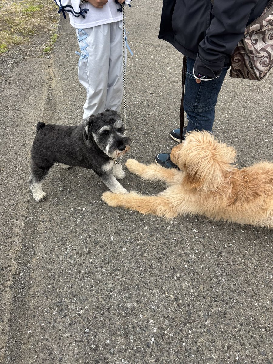 校長まりも tweet media