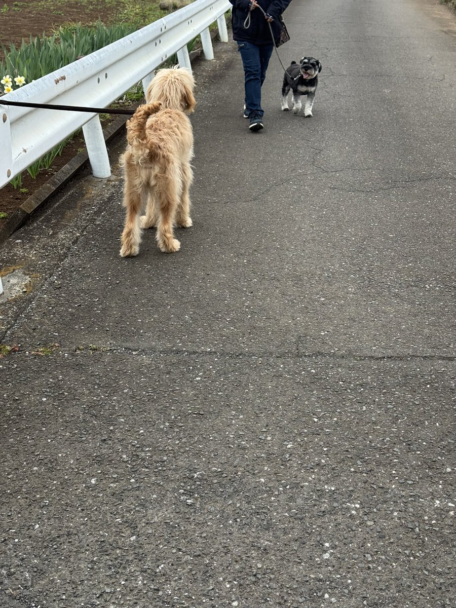 校長まりも tweet media