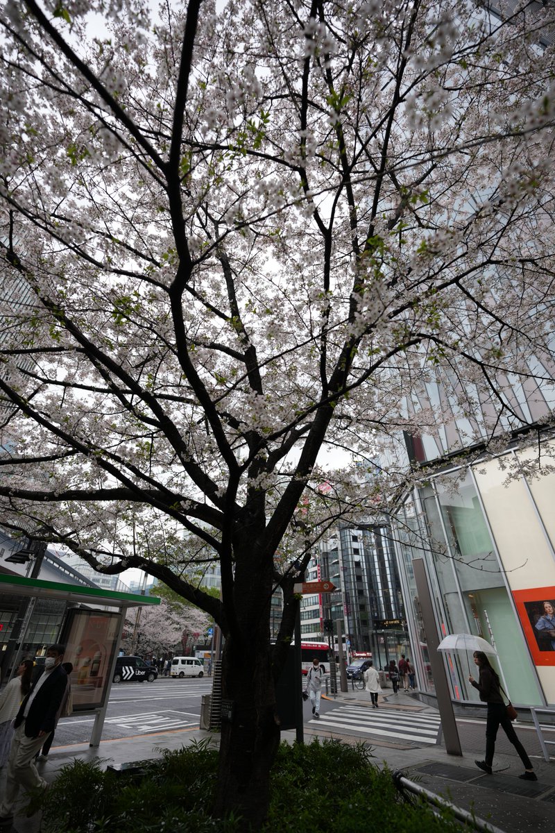 PushCool's tweet photo. 最近は40mmの画角で写真撮ってたから、今日は久しぶりに超広角で。
プラプラ散歩しながら写真でも撮ろう！と思ったら…。
雨にザーっと降られてそれどころじゃなかった。

寄り道せずおとなしく帰ってきました。また晴れた日にリベンジ…！
#超広角 #どんより https://t.co/j1unFP0zAb