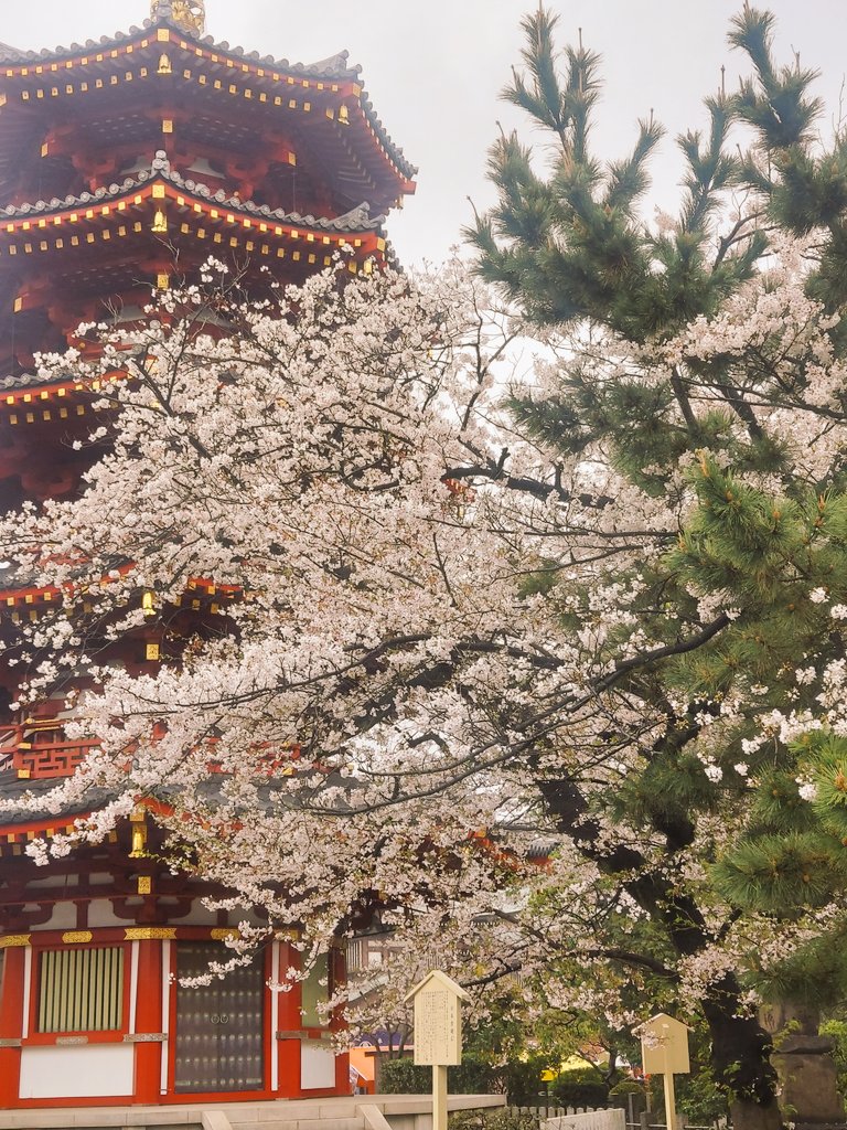 🌻青空🌻 tweet media