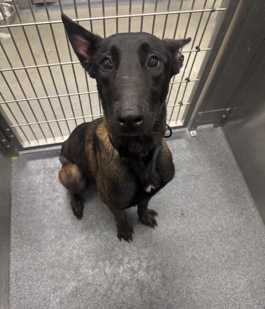 Ellis McPickle tweet media