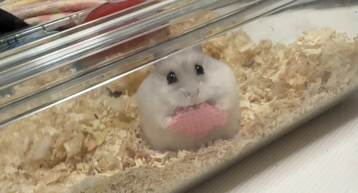 nöä💬 tweet media