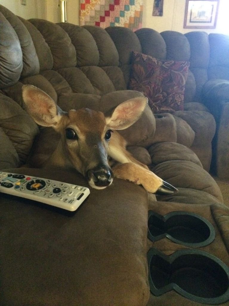 John fawn tweet media