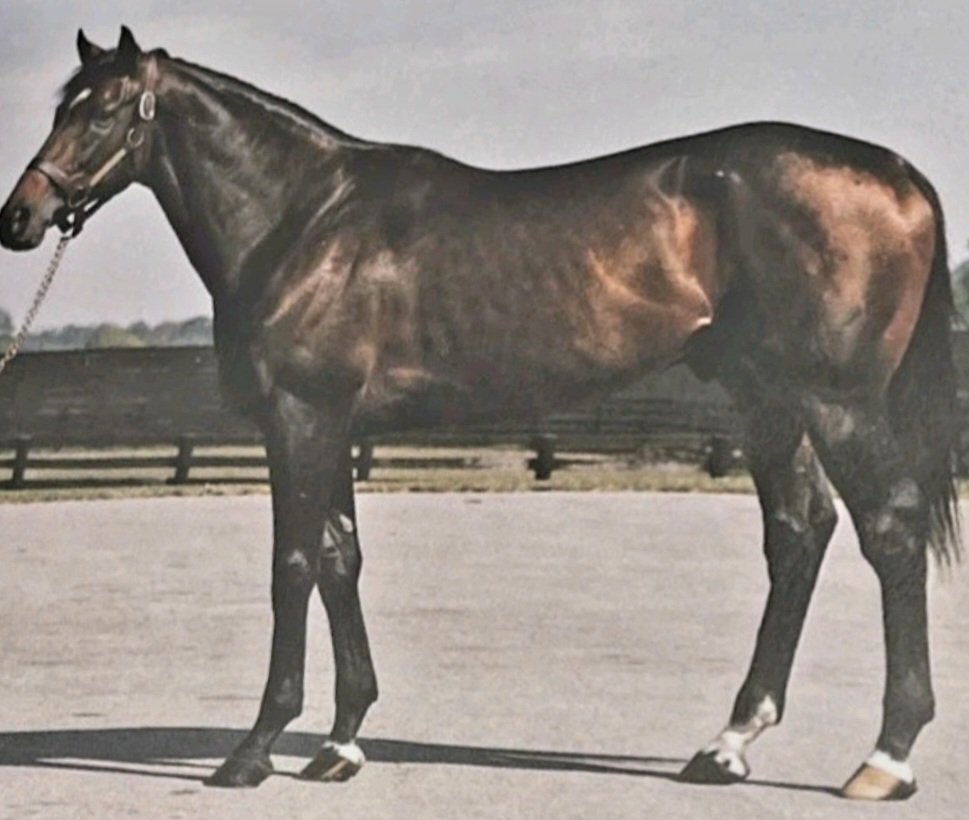HORSERACING1002's tweet photo. SPORTIN' LIFE🇺🇸1978
(NIJINSKY II - HOMESPUN BY ROUND TABLE)
#SportinLife
B/ Farish,Hudson & Carter. Mar 14, 1978.
O/ Farish
T/ Heather R. Buchanan.
22-8-2-2----$181,726
Allegheny S, Leonard Richards S, Philmont S, Cochise H, William DuPont Jr H.
2nd Pennsylvania Derby G3.
3rd Hill Prince S G3.
ETR Delaware 1¹/¹⁶m 1,41,60.
Stood at Lane's End Farm, Pin Oak Lane Farm, Anderson Tb Farm, Sired Bet Twice, Rugged Emperor, Sportin Amy, Sportin Okie, Hurry Hurricane,
Died 1999