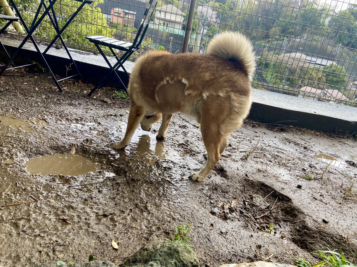 渋谷区のMさまからチャリティショップ用第3弾のかわいい雑貨類届いています。ありがとうありがとう〜★明日は開催できるとよいです〜★

【悲報】
いのすけ氏どろんこ遊びを始めてしまい…..オロロー！！！