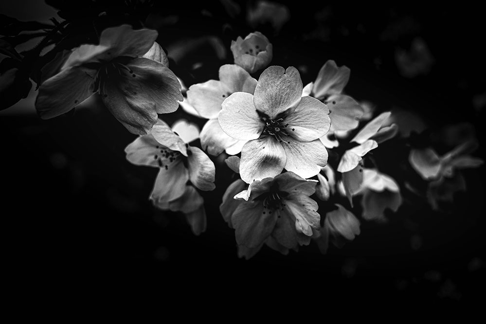 NKJ_CameraLife's tweet photo. 散歩写真  

Sakura

#iGR3 #snap #monochromethe 

road is life. https://t.co/RQ2P0ixiO2