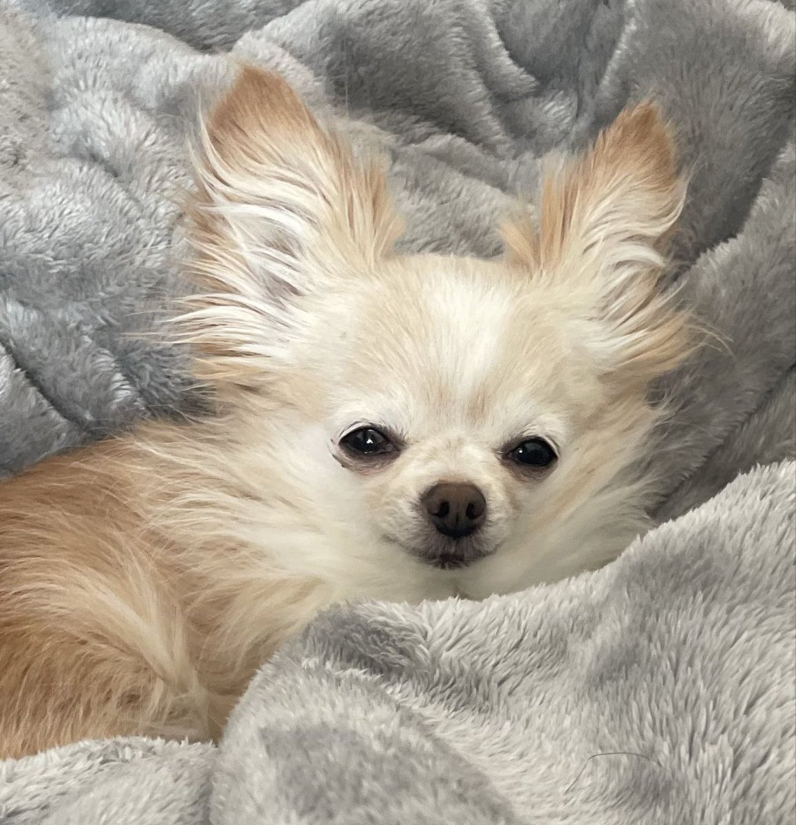 волохатенко tweet media