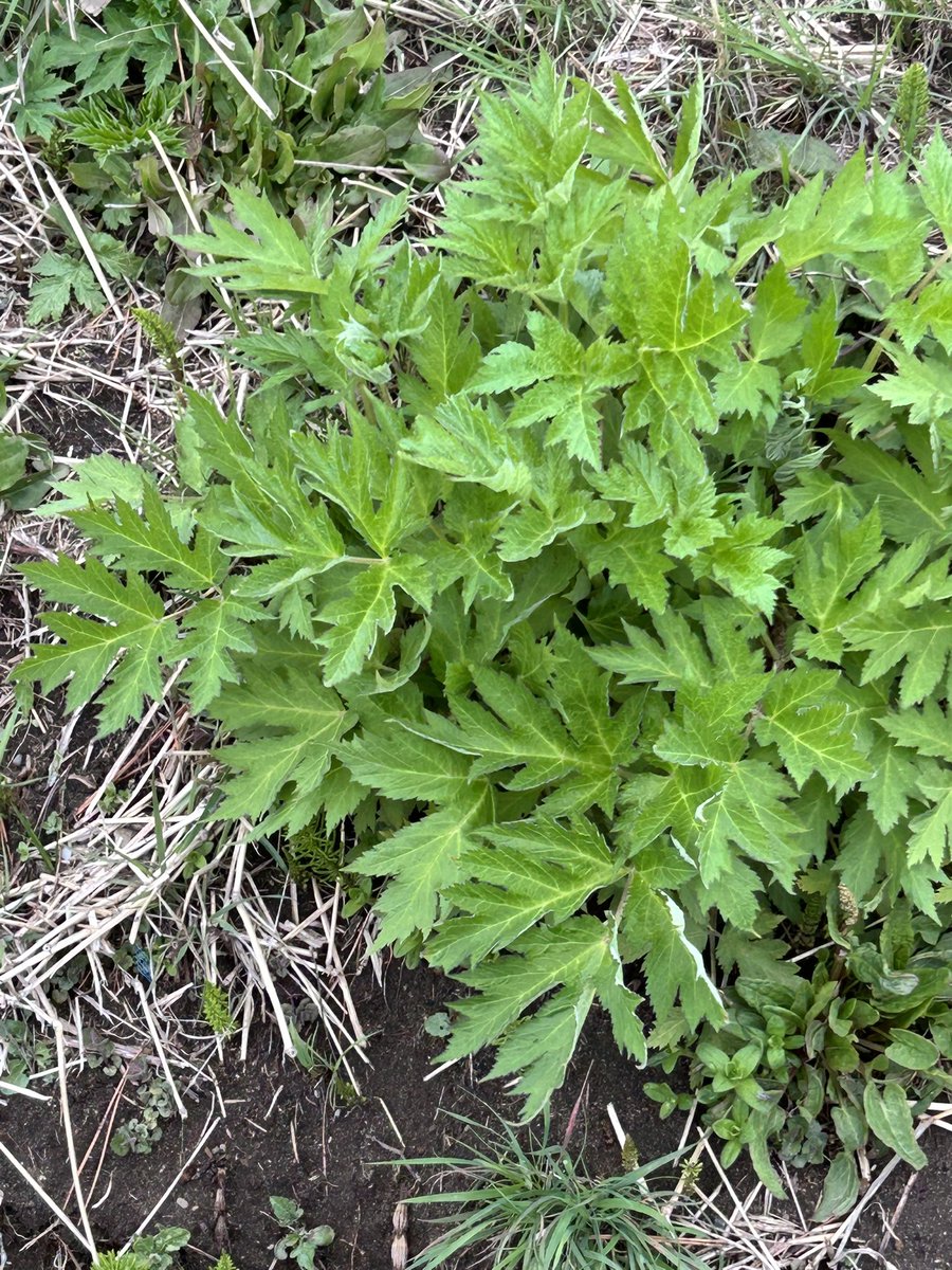 らいすた@冷凍やさいの人 tweet media