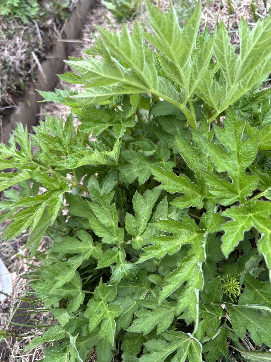 らいすた@冷凍やさいの人 tweet media