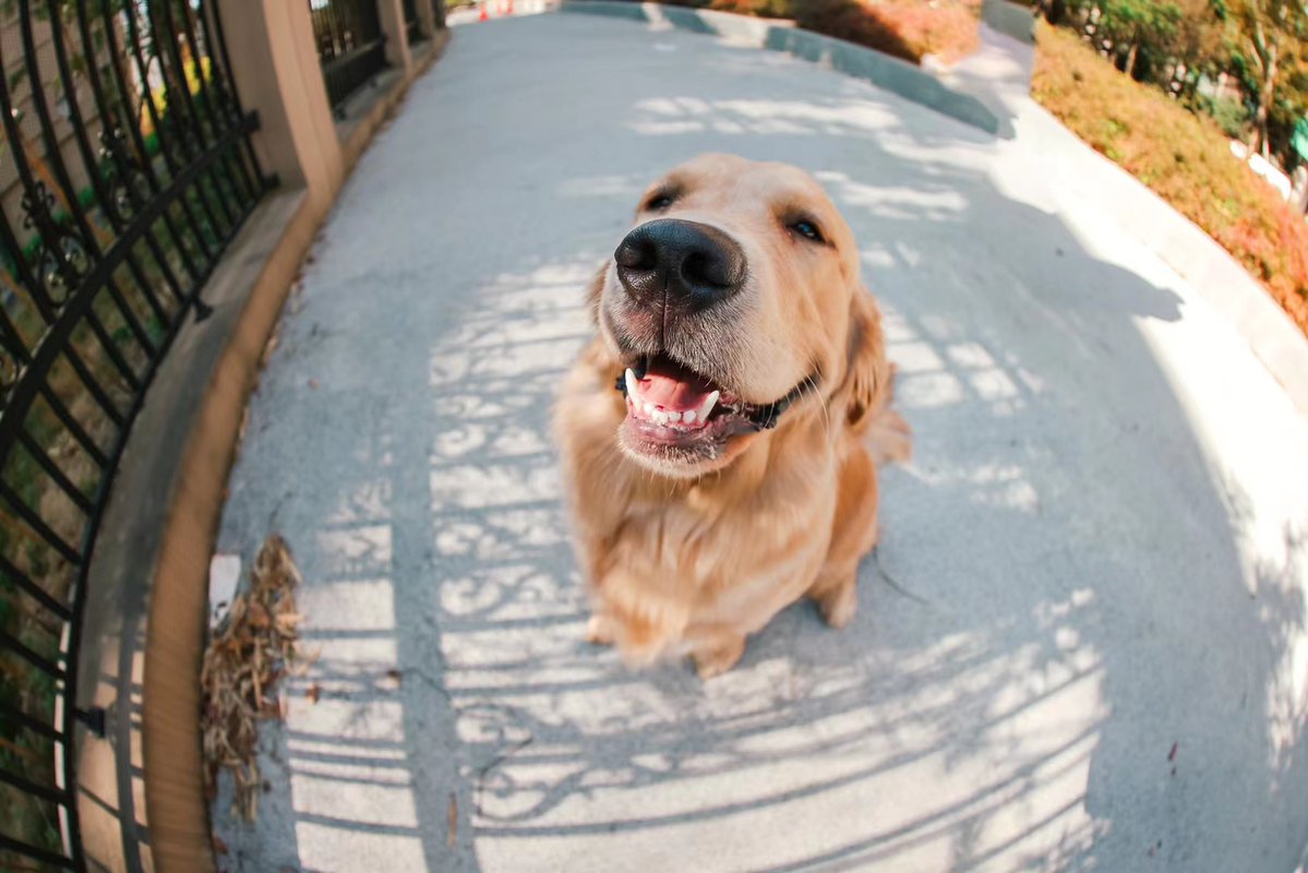 豆芽先生 tweet media