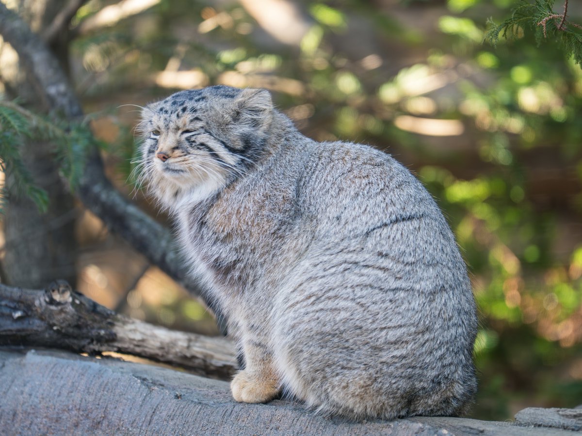 けーけー tweet media