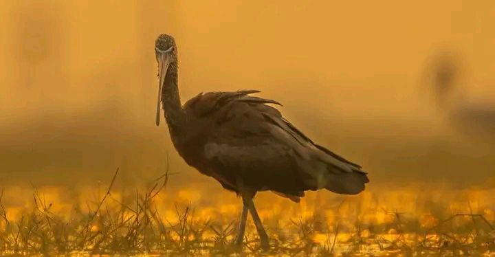 جو شخص آپ کو کھونے سے نہ ڈریں اسے پانے کی خواہش آپ بھی نہ کریں!📷