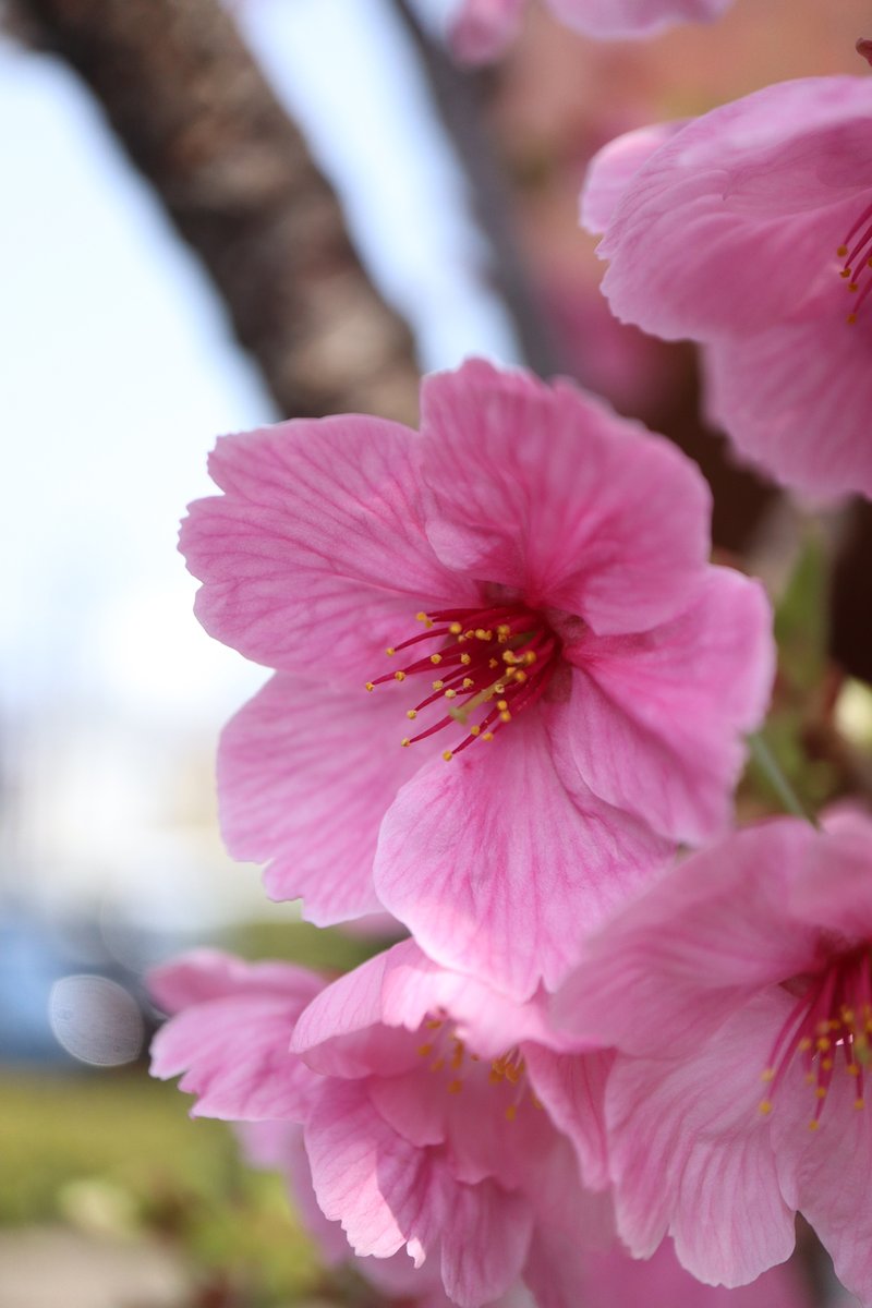 ★ぼやきぃぬ☆ tweet media