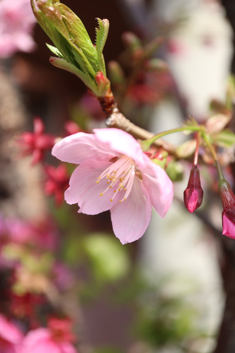 ★ぼやきぃぬ☆ tweet media