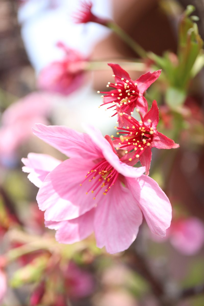 ★ぼやきぃぬ☆ tweet media