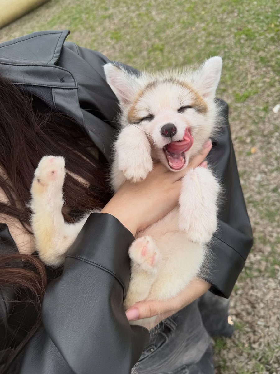 🍁 𝓣𝓱𝓮 𝓕𝓸𝔁 𝓛𝓲𝓯𝓮 🌾🦊 tweet media