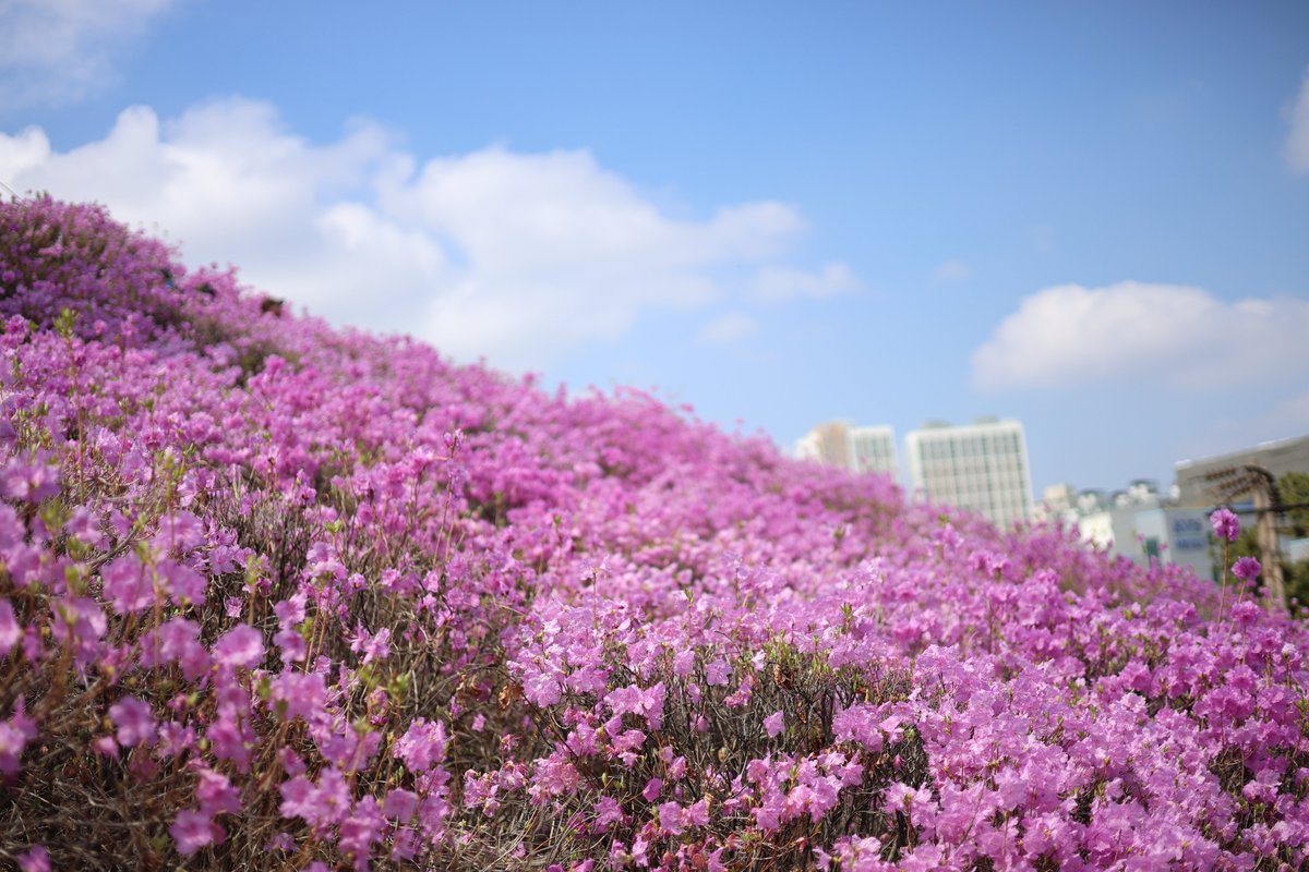 비 그치자 마자 진달래 보러 다녀왔어요
(1년에 한 번씩 시민들을 위해 개방 해 주는 공장측에 감사합니다🙇)

하늘의 구름도 솜사탕 처럼 몽글몽글~
진달래도 너어어어어무 예쁘게 펴서 황홀경 그 자체..
기분 좋은 산책이었다😊