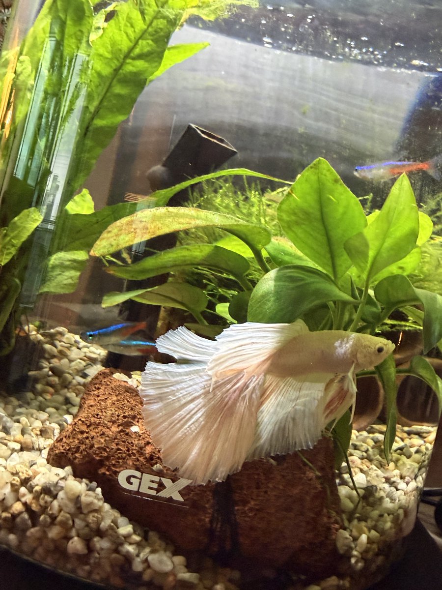 杉本 琢弥(熊本の彼氏) tweet media