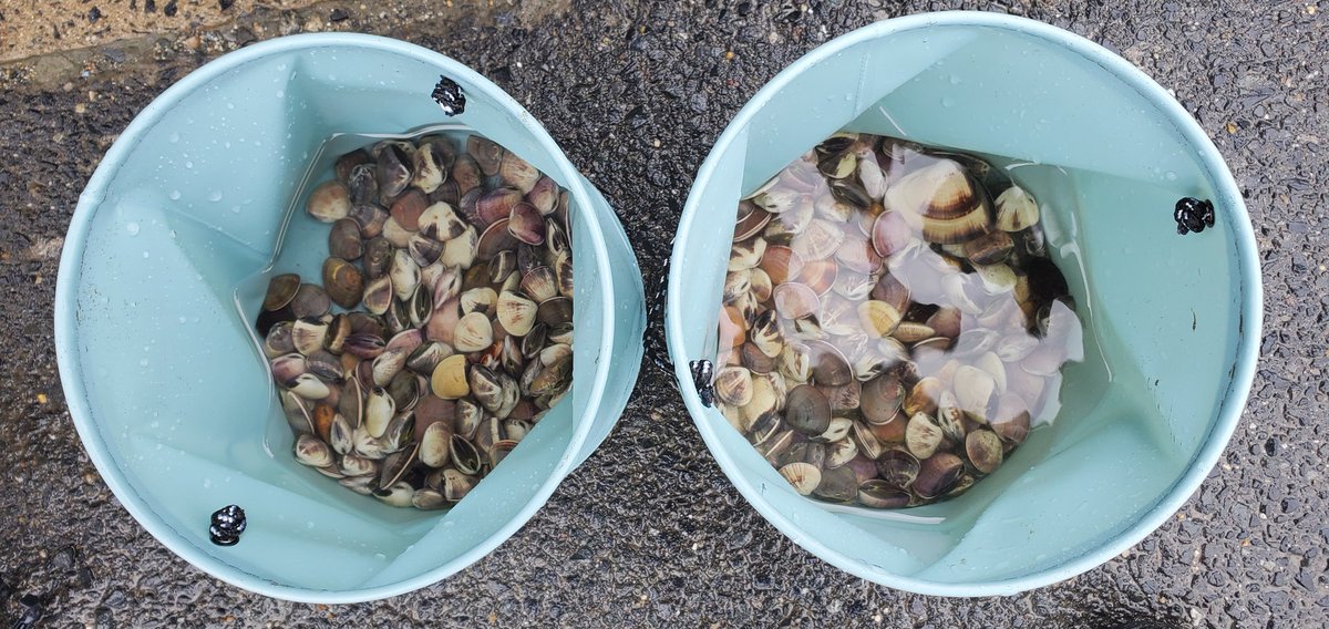 ふぉん@ぴぴぴぴ tweet media