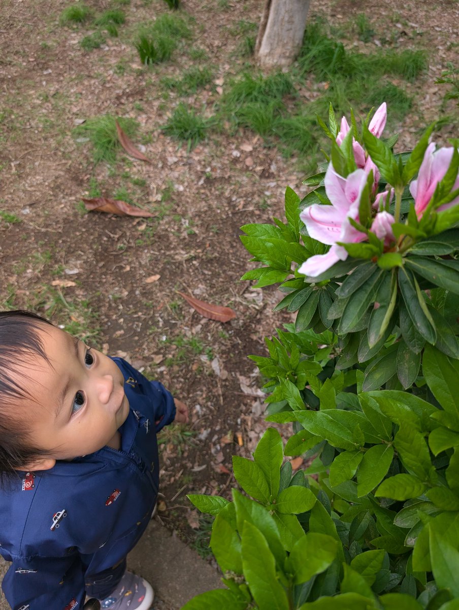 桜じゃないよ。ツツジだよ