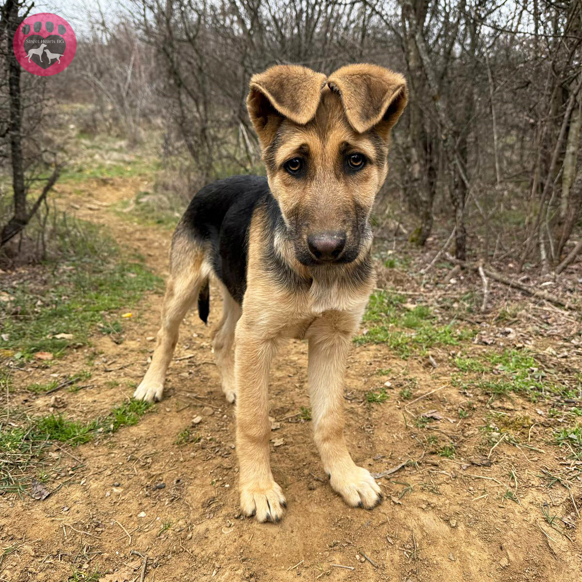 StreetHeartsBG's tweet image. Today is #WorldStrayAnimalsDay. For ten years in Dryanovo, we've worked to reduce stray dogs and prevent abandonment. Progress is possible, but only if we all act responsibly: spay / neuter, don't abandon, microchip, adopt, and report strays.

#AnimalCare #AnimalWelfare