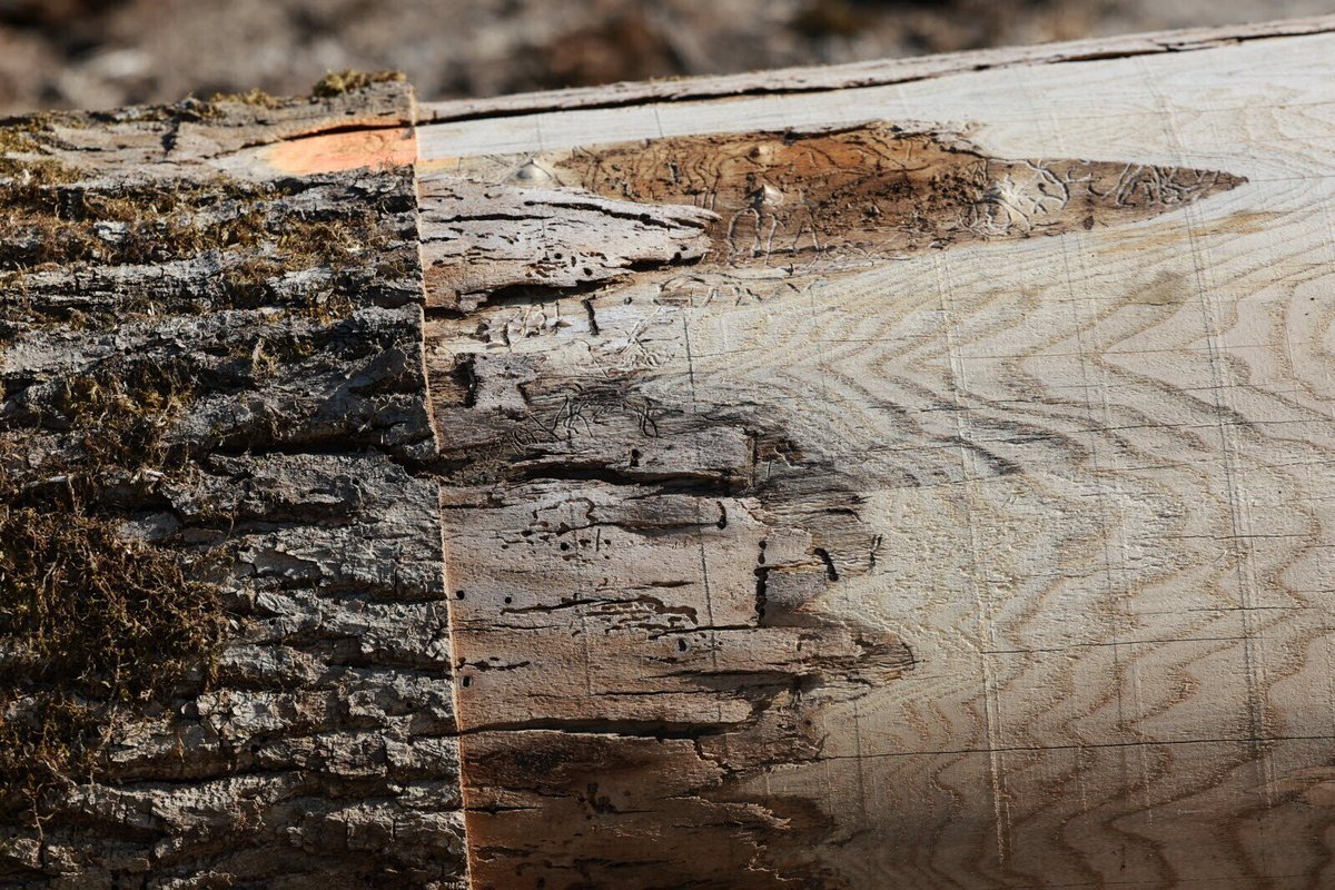 LEst Républicain Montbéliard tweet media