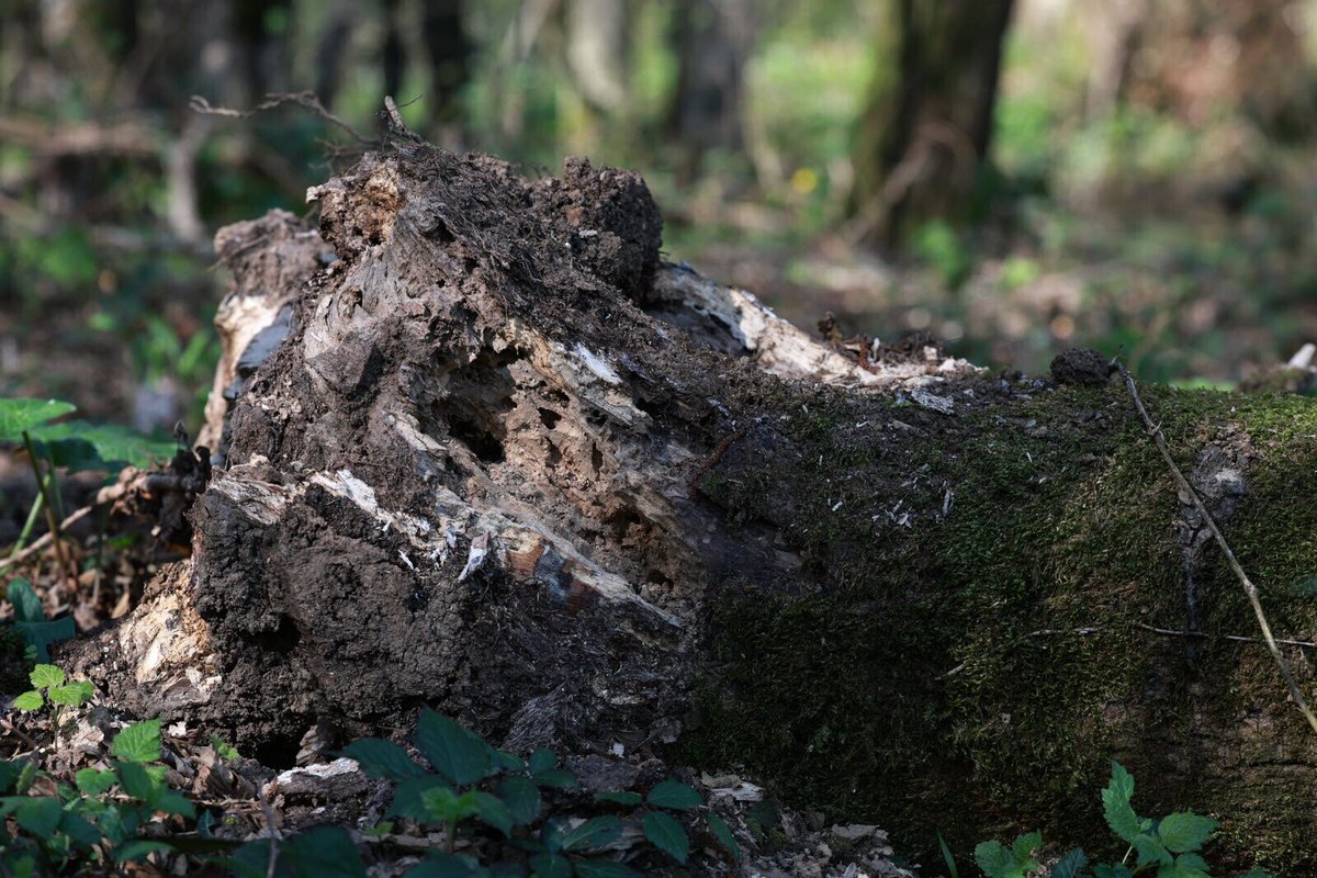 LEst Républicain Montbéliard tweet media