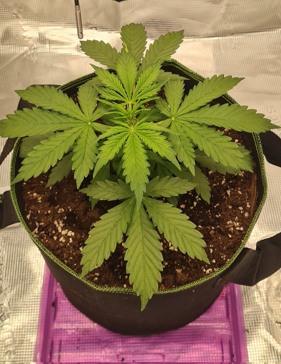 ♤《•Absteme ATH•》♤ tweet media