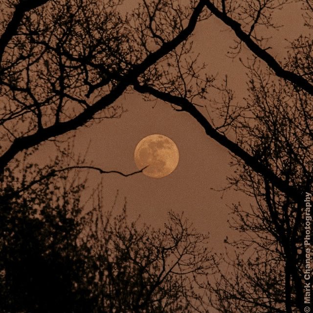 ᴸᶦᵗᵗˡᵉ 𝓦o͟l͟f͟. tweet media