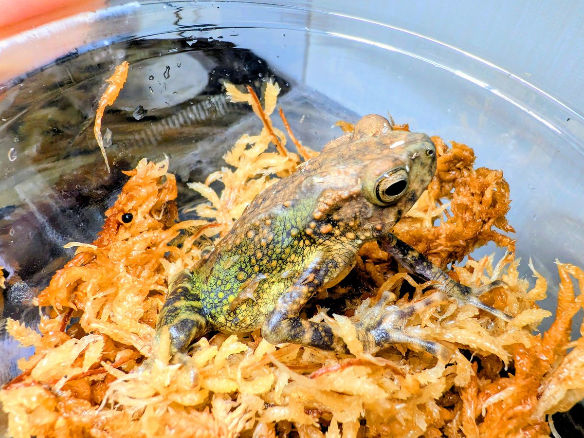 BUG.st(即売会でのリクエスト受付中) tweet media