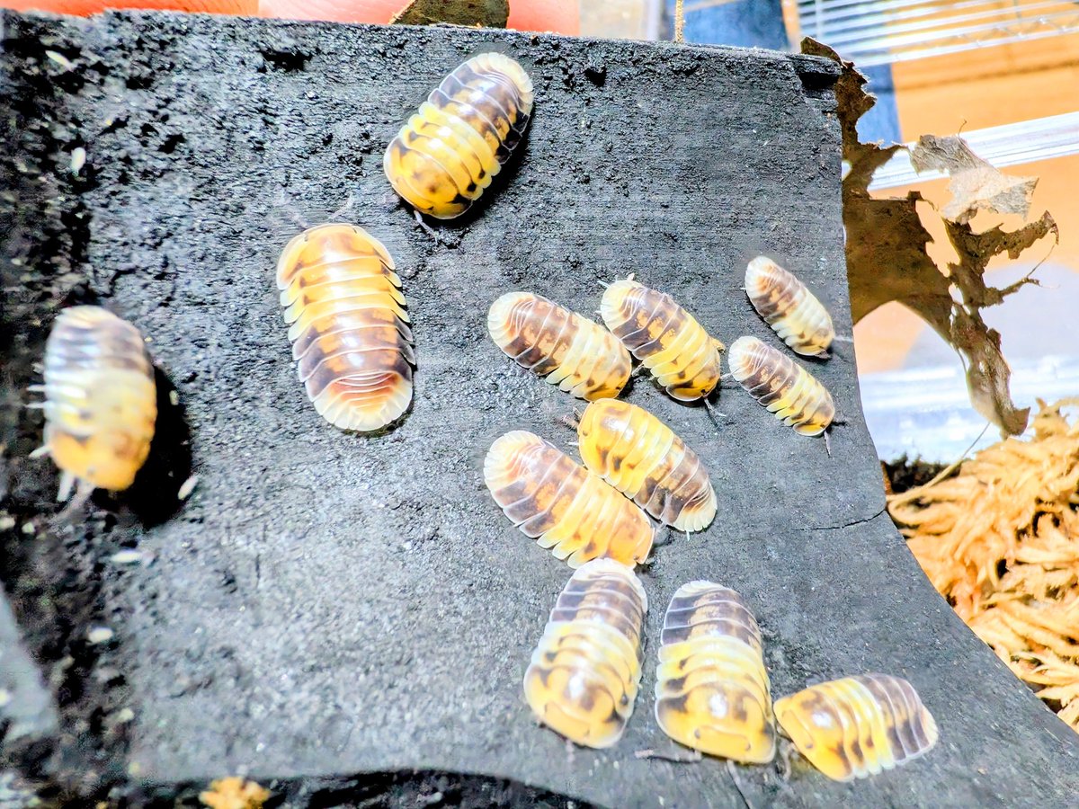 BUG.st(即売会でのリクエスト受付中) tweet media