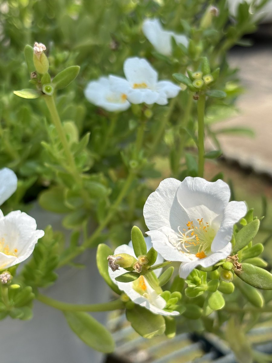 Mohan Pargaien IFS🇮🇳 tweet media