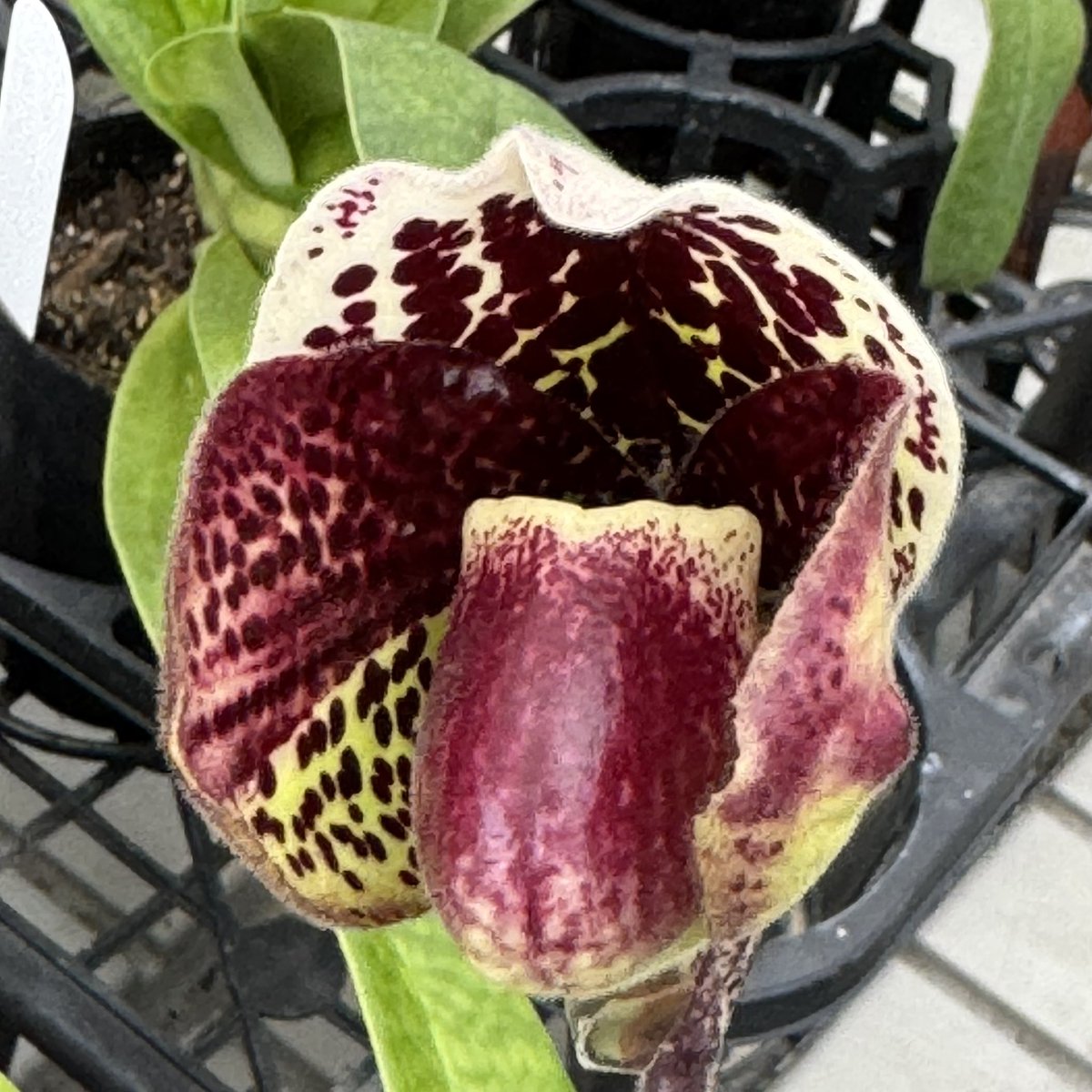 paphiofun tweet media