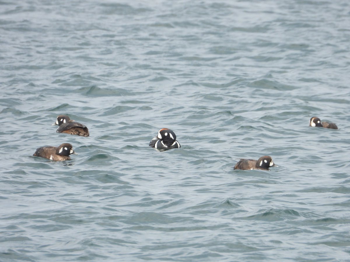オホーツク･ガリンコタワー株式会社 tweet media