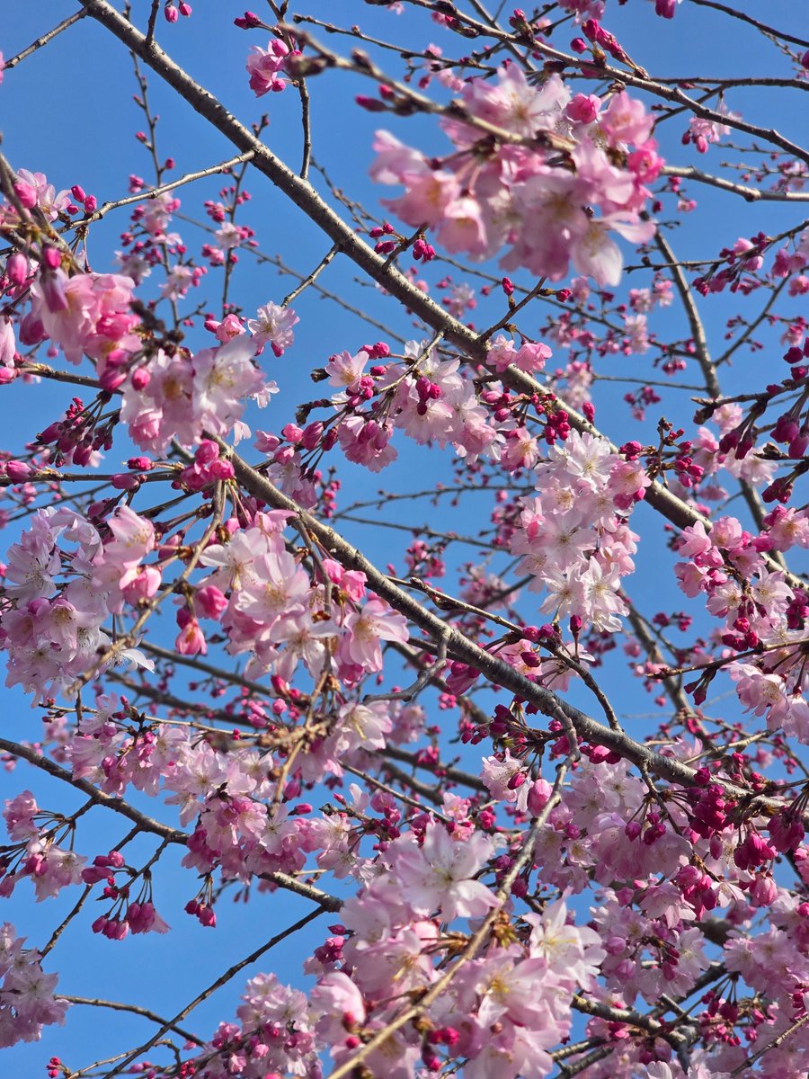 T4M0🌌 tweet media