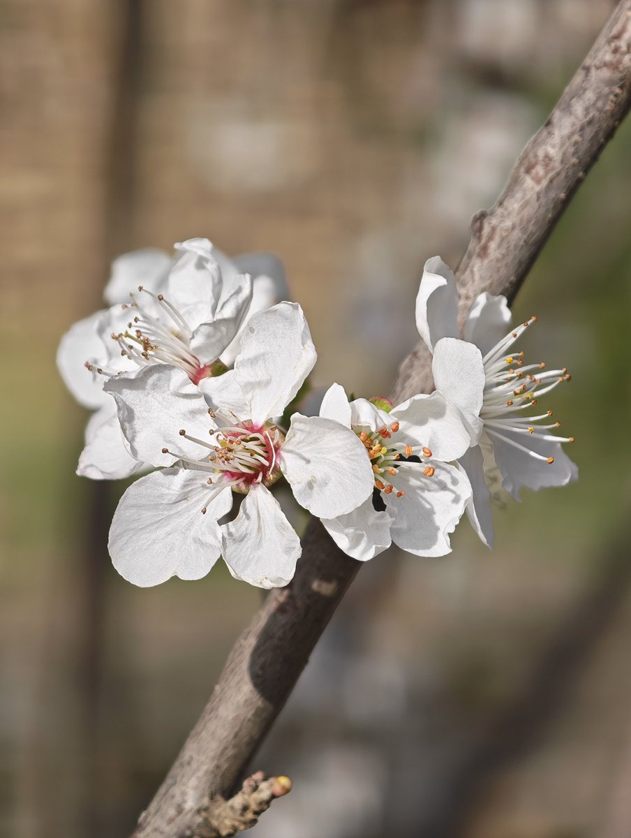 عادل محمد tweet media