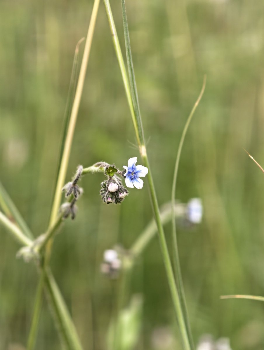 عادل محمد tweet media